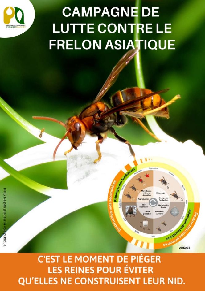frelon-asiatique-affiche-1
